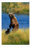 Brown Bear Sow and Cub by Anonymous