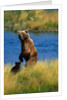 Brown Bear Sow and Cub by Anonymous