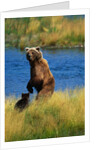 Brown Bear Sow and Cub by Anonymous