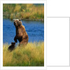 Brown Bear Sow and Cub by Anonymous