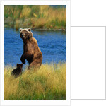 Brown Bear Sow and Cub by Anonymous