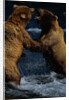 Alaskan Brown Bears in Brooks River by Anonymous