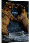 Alaskan Brown Bears in Brooks River by Anonymous