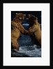 Alaskan Brown Bears in Brooks River by Anonymous