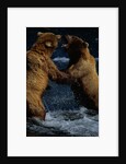 Alaskan Brown Bears in Brooks River by Anonymous