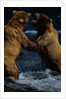 Alaskan Brown Bears in Brooks River by Anonymous