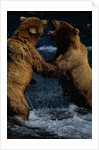Alaskan Brown Bears in Brooks River by Anonymous