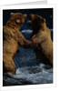Alaskan Brown Bears in Brooks River by Anonymous
