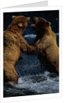 Alaskan Brown Bears in Brooks River by Anonymous