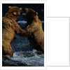 Alaskan Brown Bears in Brooks River by Anonymous