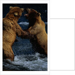 Alaskan Brown Bears in Brooks River by Anonymous