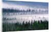 Misty Forest near Mount Brooks by Anonymous