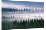 Misty Forest near Mount Brooks by Anonymous