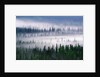 Misty Forest near Mount Brooks by Anonymous