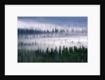 Misty Forest near Mount Brooks by Anonymous