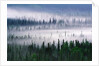 Misty Forest near Mount Brooks by Anonymous