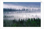 Misty Forest near Mount Brooks by Anonymous
