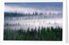 Misty Forest near Mount Brooks by Anonymous