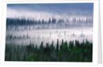 Misty Forest near Mount Brooks by Anonymous