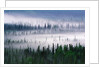 Misty Forest near Mount Brooks by Anonymous