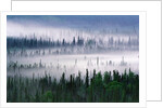 Misty Forest near Mount Brooks by Anonymous