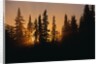 Midnight Sun and Forest Along Alaska Highway by Anonymous