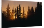 Midnight Sun and Forest Along Alaska Highway by Anonymous