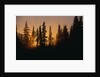 Midnight Sun and Forest Along Alaska Highway by Anonymous