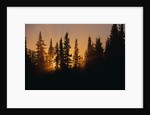 Midnight Sun and Forest Along Alaska Highway by Anonymous