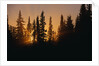 Midnight Sun and Forest Along Alaska Highway by Anonymous