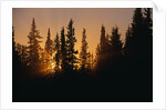 Midnight Sun and Forest Along Alaska Highway by Anonymous