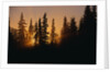 Midnight Sun and Forest Along Alaska Highway by Anonymous