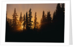 Midnight Sun and Forest Along Alaska Highway by Anonymous