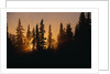 Midnight Sun and Forest Along Alaska Highway by Anonymous