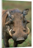 Male Warthog by Anonymous