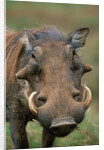 Male Warthog by Anonymous