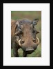 Male Warthog by Anonymous