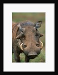 Male Warthog by Anonymous
