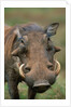Male Warthog by Anonymous