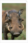 Male Warthog by Anonymous
