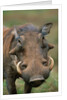 Male Warthog by Anonymous