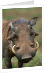 Male Warthog by Anonymous