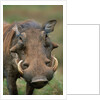Male Warthog by Anonymous
