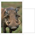 Male Warthog by Anonymous