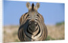Burchell's Zebra by Anonymous