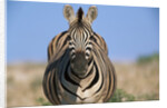 Burchell's Zebra by Anonymous