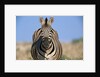 Burchell's Zebra by Anonymous