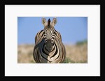 Burchell's Zebra by Anonymous