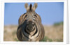 Burchell's Zebra by Anonymous