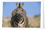 Burchell's Zebra by Anonymous